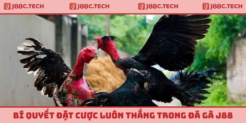 Bí quyết đặt cược luôn thắng trong đá gà J88