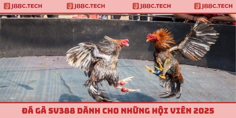Đá Gà SV388 Dành Cho Những Hội Viên Đam Mê Cá Cược 2025