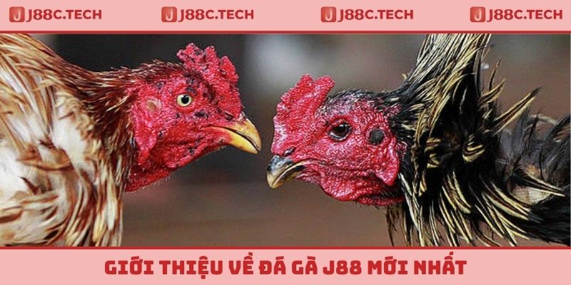 Giới thiệu về đá gà J88 mới nhất
