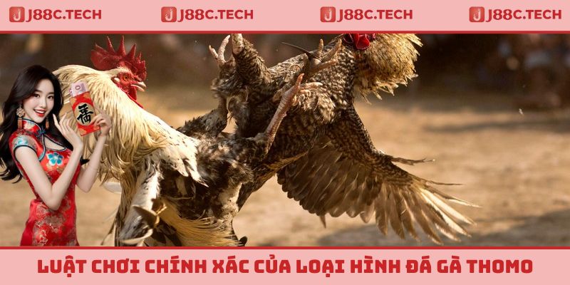 Luật chơi chính xác của loại hình đá gà Thomo