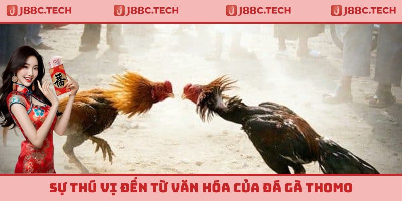Sự thú vị đến từ văn hóa của đá gà Thomo