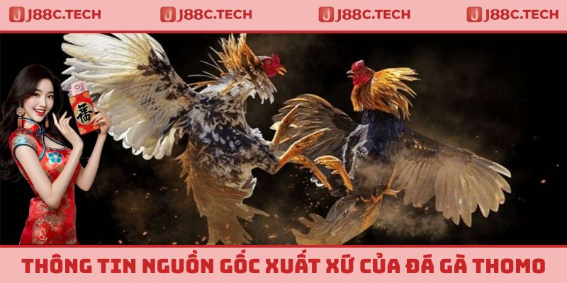 Thông tin nguồn gốc xuất xứ của đá gà Thomo