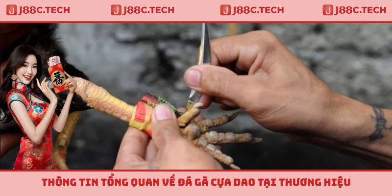 Thông tin tổng quan về đá gà cựa dao tại thương hiệu