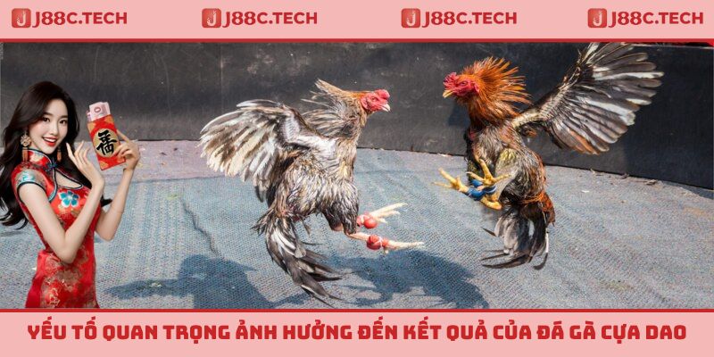 Yếu tố quan trọng ảnh hưởng đến kết quả của đá gà cựa dao
